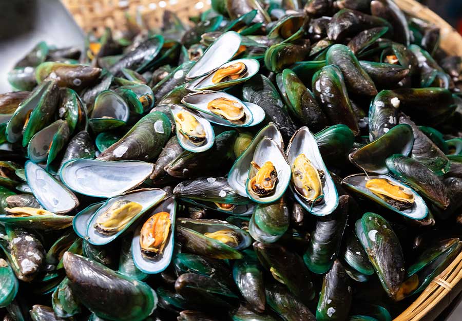 Green Lipped Mussel for Dogs: Supporting Your Dog's Hip and Joint Health